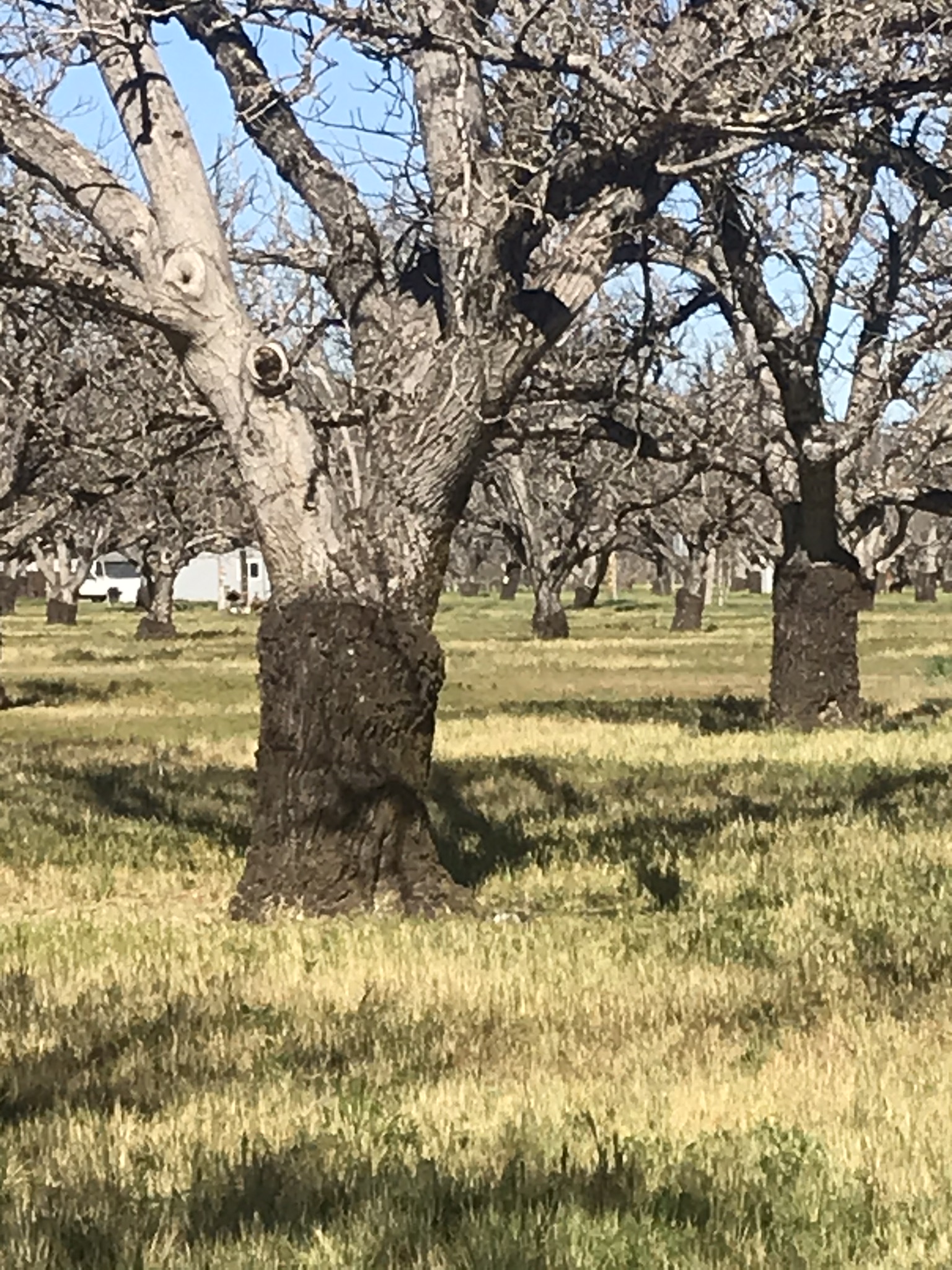 Claro Walnut orchard at end of life span, Sacramento Valley